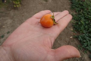 Сад Мур, Белая Церковь